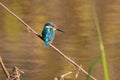Common kingfisher perched on a plant branch beside a lake Royalty Free Stock Photo