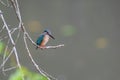 Common Kingfisher perched on a small branch Royalty Free Stock Photo