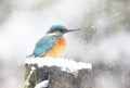 Common kingfisher perched on a snow in winter Royalty Free Stock Photo