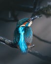 Common kingfisher perched on a tree branch Royalty Free Stock Photo