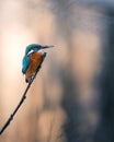 Common kingfisher perched on a tree branch during daylight Royalty Free Stock Photo