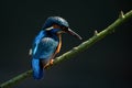 Common kingfisher perched on a tree branch in its natural habitat Royalty Free Stock Photo