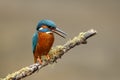 Common kingfisher perched on a tree branch in its natural habitat Royalty Free Stock Photo