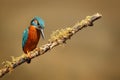 Common kingfisher perched on a tree branch in its natural habitat Royalty Free Stock Photo