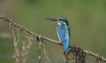 Common Kingfisher perched on a tree branches with green background