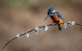 Common kingfisher perched on a willow branch Royalty Free Stock Photo