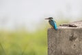 Common Kingfisher perching Alcedo athis