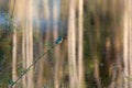 Common kingfisher pershed on a plant branch beside a lake Royalty Free Stock Photo