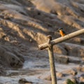 Common Kingfisher at the pier Royalty Free Stock Photo