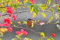 Common Kingfisher on plant