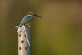 Common Kingfisher on a pole Royalty Free Stock Photo