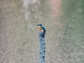 Common kingfisher on a pond stump 1