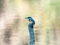 Common kingfisher on a pond stump closer 2