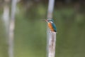 Common Kingfisher rest on post Royalty Free Stock Photo