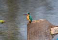 Common Kingfisher or River Kingfisher or Small Blue Kingfisher Alcedo atthis female