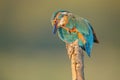 Common kingfisher scratches its beak
