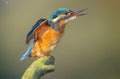 Common kingfisher is shaking Royalty Free Stock Photo
