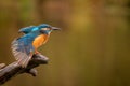 Common kingfisher hanging wings