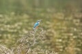 Common Kingfisher sitting on the branch of a tree,It can be used as a perfect wallpaper