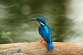 Common Kingfisher sitting on the tree trunk in river. Wildlife scene from nature, Ranthambore, India, Asia. Blue bird with orange