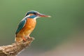 Common kingfisher sittingon branch with copy space