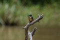 common kingfisher is a small, brightly colored bird with a short tail, a large head, and a long, dagger-like bill. Royalty Free Stock Photo