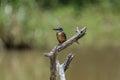 common kingfisher is a small, brightly colored bird with a short tail, a large head, and a long, dagger-like bill. Royalty Free Stock Photo