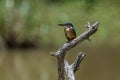 common kingfisher is a small, brightly colored bird with a short tail, a large head, and a long, dagger-like bill. Royalty Free Stock Photo