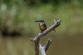 common kingfisher is a small, brightly colored bird with a short tail, a large head, and a long, dagger-like bill. Royalty Free Stock Photo