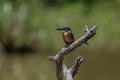 common kingfisher is a small, brightly colored bird with a short tail, a large head, and a long, dagger-like bill. Royalty Free Stock Photo