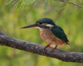 Common kingfisher standing still on a branch Royalty Free Stock Photo