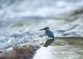 Common Kingfisher waiting for catch,Kanha National Park,Madhya Pradesh,India Royalty Free Stock Photo