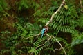 Common kingfisher waiting for its prey Royalty Free Stock Photo