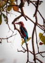 common kingfisher waiting for a meal near pond at rabindra sarobar lake in kolkata