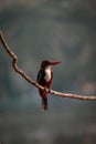 common kingfisher waiting for a meal near pond at rabindra sarobar lake in kolkata