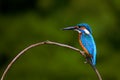 Common kingfisher waiting to catch fish Royalty Free Stock Photo