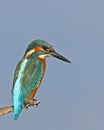 Common kingfisher watch Royalty Free Stock Photo