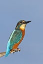 Common kingfisher watch Royalty Free Stock Photo