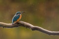 Common kingfisher watching around the river in the rain Royalty Free Stock Photo