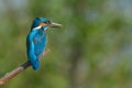 Common Kingfisher & x28;Alcedo athis& x29;