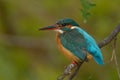 Common Kingfisher & x28;Alcedo athis& x29;