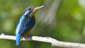 Common Kingfisher & x28;Alcedo athis& x29;