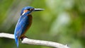 Common Kingfisher & x28;Alcedo athis& x29;