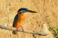 Common Kingfisher & x28;Alcedo athis& x29;