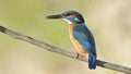 Common Kingfisher & x28;Alcedo athis& x29;