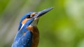 Common Kingfisher & x28;Alcedo athis& x29;