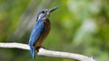 Common Kingfisher & x28;Alcedo athis& x29;
