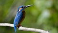 Common Kingfisher & x28;Alcedo athis& x29;