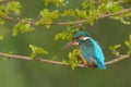 Common Kingfisher & x28;Alcedo athis& x29;