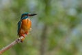 Common Kingfisher & x28;Alcedo athis& x29;